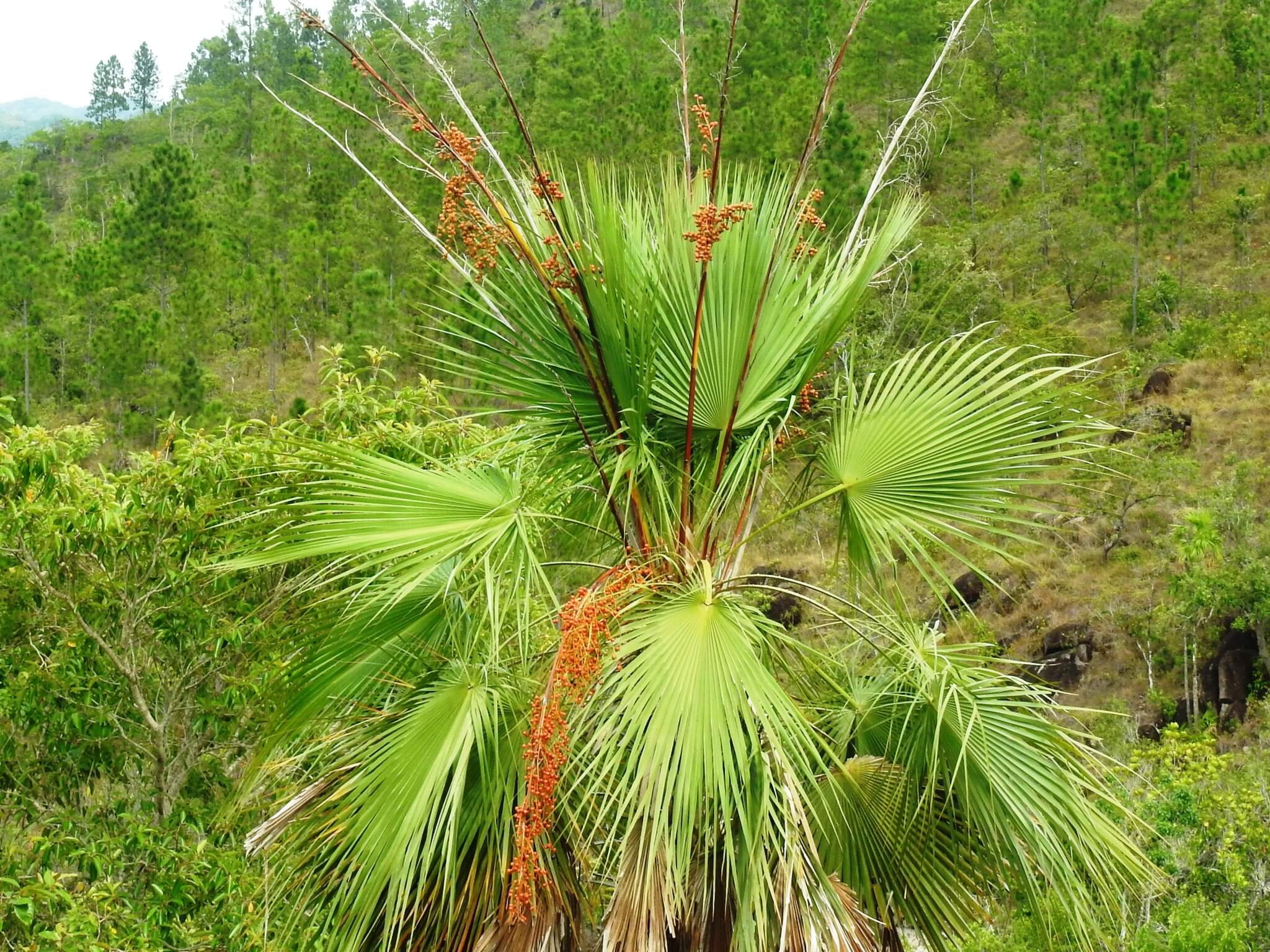 Acoelorraphe wrightii 